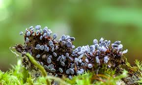 Attēlu rezultāti vaicājumam “Physarum pezizoideum macro”