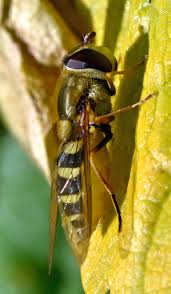 Attēlu rezultāti vaicājumam “Syrphus sp. imago”