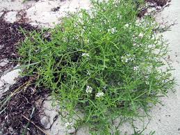 Attēlu rezultāti vaicājumam “Cakile maritima subsp. baltica leaf”