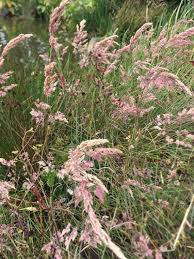 Attēlu rezultāti vaicājumam “Holcus lanatus”