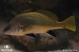 Image result for Sciaena umbra