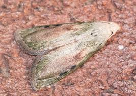 Attēlu rezultāti vaicājumam “Aphomia sociella female”