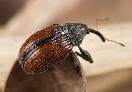 Attēlu rezultāti vaicājumam “Anthonomus phyllocola”