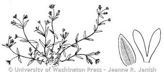 Attēlu rezultāti vaicājumam “Stellaria crassifolia leaf”