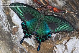 Attēlu rezultāti vaicājumam “Papilionidae”