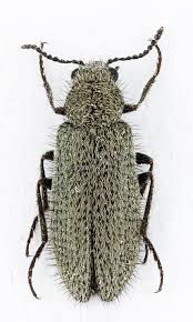 Attēlu rezultāti vaicājumam “Dasytes sp.”