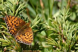 Attēlu rezultāti vaicājumam “Argynnis aglaja upperside”