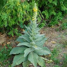 Attēlu rezultāti vaicājumam “Verbascum thapsus fruit”