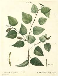 Attēlu rezultāti vaicājumam “Betula papyrifera leaf”