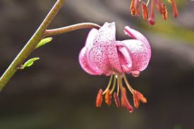Attēlu rezultāti vaicājumam “Lilium martagon bud”