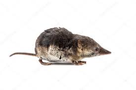 Attēlu rezultāti vaicājumam “Sorex araneus”