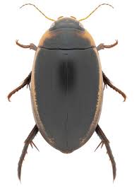 Attēlu rezultāti vaicājumam “Dytiscidae”