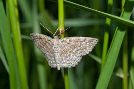 Attēlu rezultāti vaicājumam “Scopula immorata”