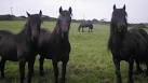 The Fell Pony Society * Photo Gallery 1
