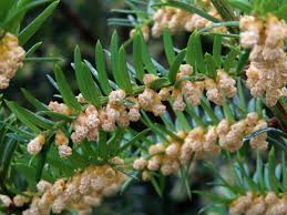 Attēlu rezultāti vaicājumam “Taxus baccata male flower”