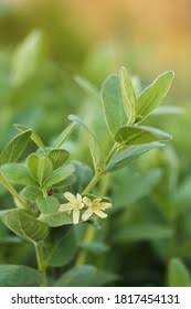 Attēlu rezultāti vaicājumam “Lonicera caerulea var. pallasii flower”