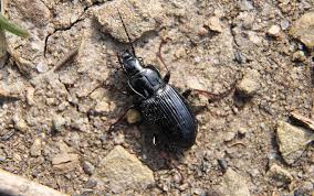 Attēlu rezultāti vaicājumam “Pterostichus quadrifoveolatus”