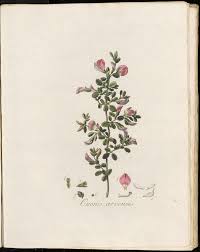 Attēlu rezultāti vaicājumam “Ononis arvensis leaf”