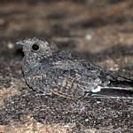 Image result for Caprimulgus aegyptius