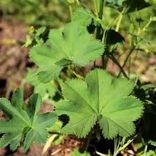 Image result for Alchemilla vulgaris