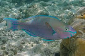 Image result for Scarus psittacus