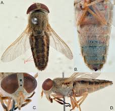 Attēlu rezultāti vaicājumam “Atylotus sp.”
