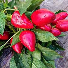 Afbeeldingsresultaat voor lipstick hot pepper