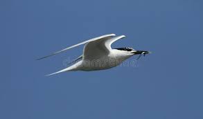 Attēlu rezultāti vaicājumam “Sterna sandvicensis adult”