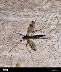 Attēlu rezultāti vaicājumam “Dictenidia bimaculata male”