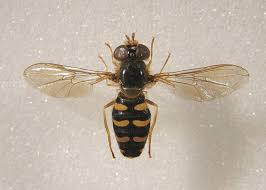 Attēlu rezultāti vaicājumam “Eupeodes nielseni”