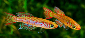 Attēlu rezultāti vaicājumam “Fissidens arnoldii macro”