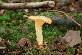 Attēlu rezultāti vaicājumam “Cantharellus cibarius”