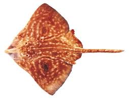 Image result for Raja asterias