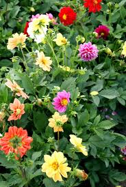Image result for Dahlia hybrid.