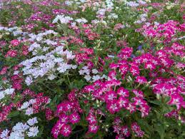 Image result for Phlox drummondii
