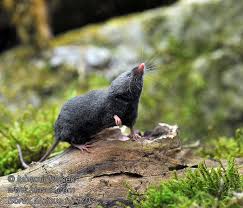 Attēlu rezultāti vaicājumam “Sorex sp.”