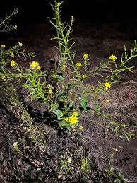 Attēlu rezultāti vaicājumam “Erysimum cheiranthoides”