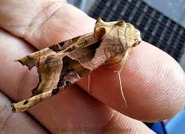 Attēlu rezultāti vaicājumam “Phlogophora meticulosa”