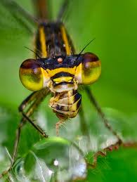 Attēlu rezultāti vaicājumam “macro”