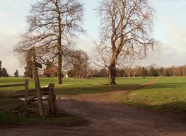 Image result for Gosfield CC