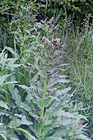 Attēlu rezultāti vaicājumam “Cynoglossum officinale”