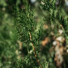 Attēlu rezultāti vaicājumam “Thuja occidentalis leaf”