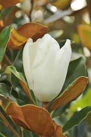 Attēlu rezultāti vaicājumam “Magnolia”
