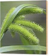 Attēlu rezultāti vaicājumam “Carex pseudocyperus female flower”