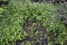 Attēlu rezultāti vaicājumam “Galium odoratum bud”