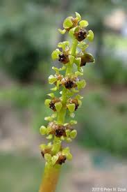 Attēlu rezultāti vaicājumam “Potamogeton gramineus”