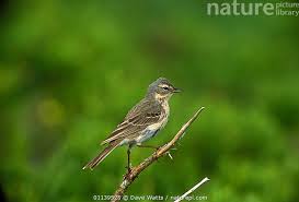 Image result for Anthus spinoletta