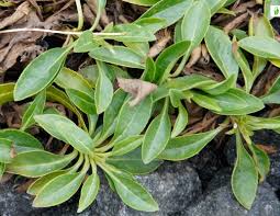 Attēlu rezultāti vaicājumam “Veronica spicata leaf”