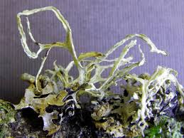 Attēlu rezultāti vaicājumam “Ramalina farinacea”