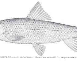 Image result for Minytrema melanops